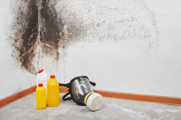 Best Mold Damage Repair  in Lake San Marcos, CA