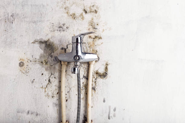 Best Toxic Mold Removal  in Lake San Marcos, CA